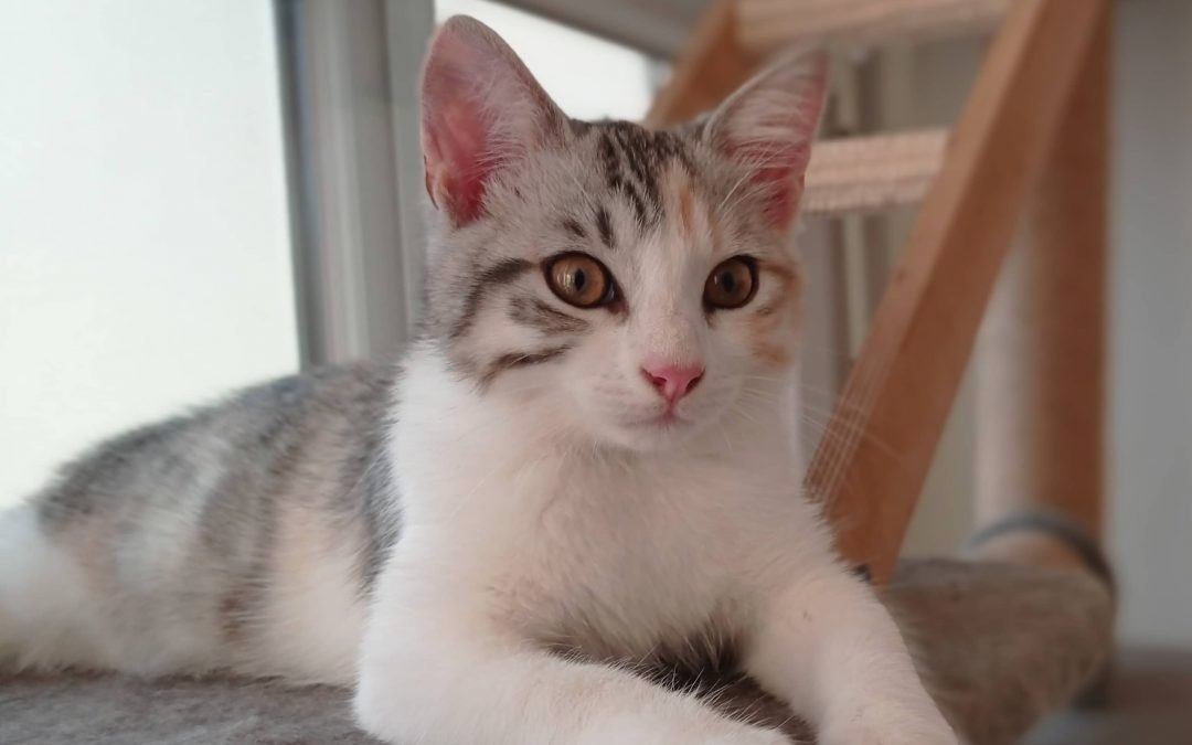 Comment adopter un chat et l’accueillir au mieux ?