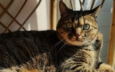 Avoir un chat en appartement : 7 conseils pour une vie heureuse – Partie 1