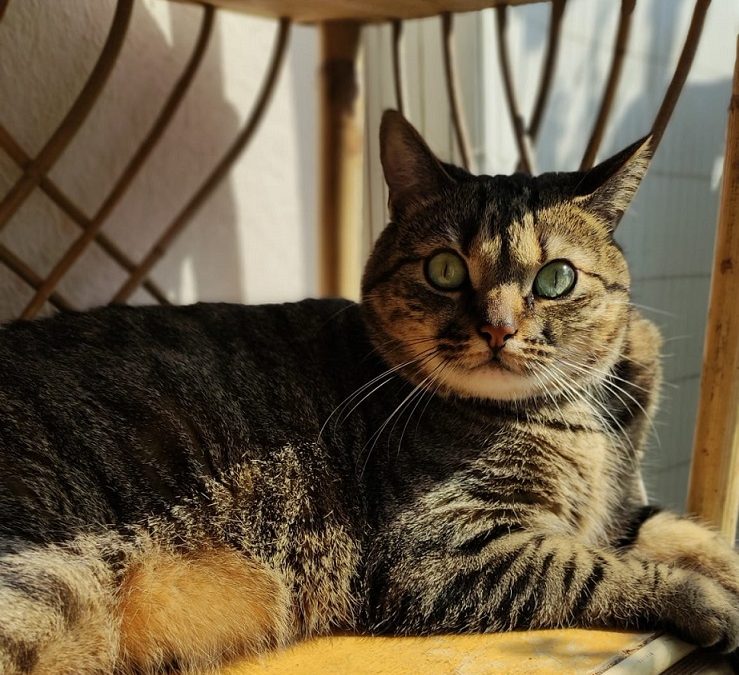 Avoir un chat en appartement : 7 conseils pour une vie heureuse – Partie 1