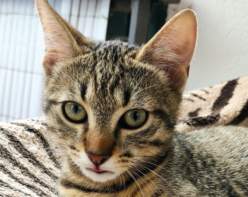 Bac à litière pour chat : 9 conseils pour en finir avec les urines hors-bac