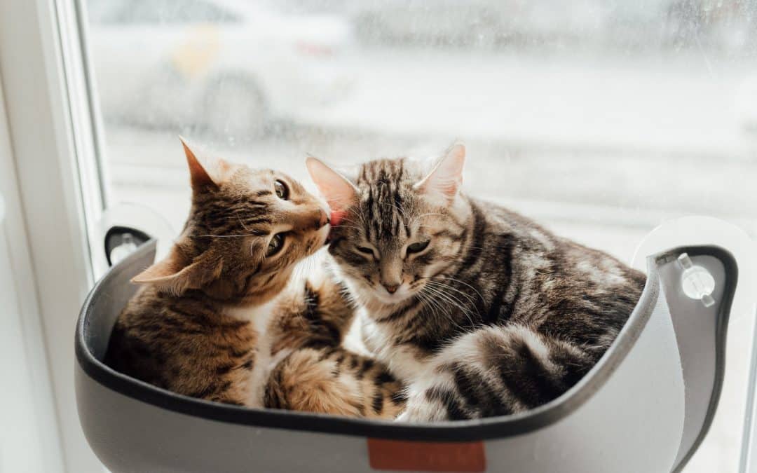 Adopter un deuxième chat : les secrets d’une intégration réussie