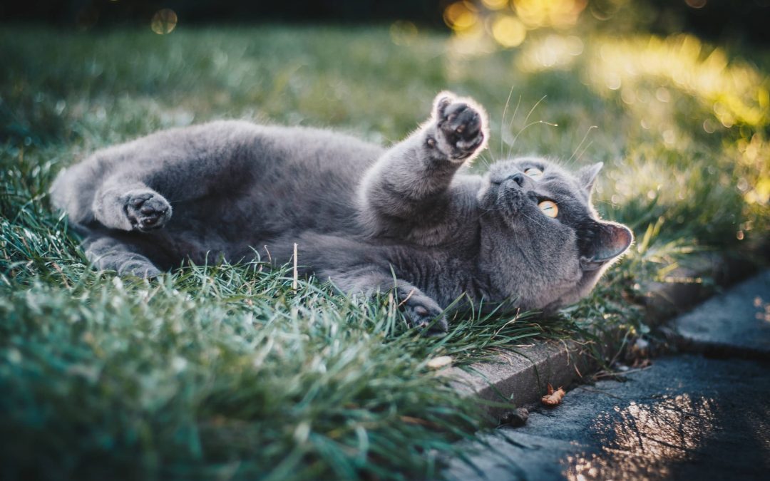 Laisser sortir son chat : quels avantages et inconvénients ?