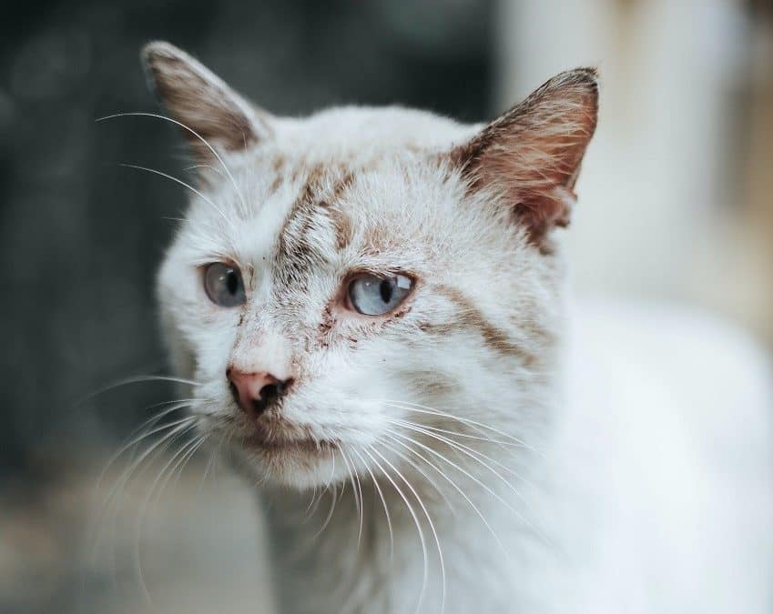 Trouver un chat abandonné : quelles démarches effectuer ?