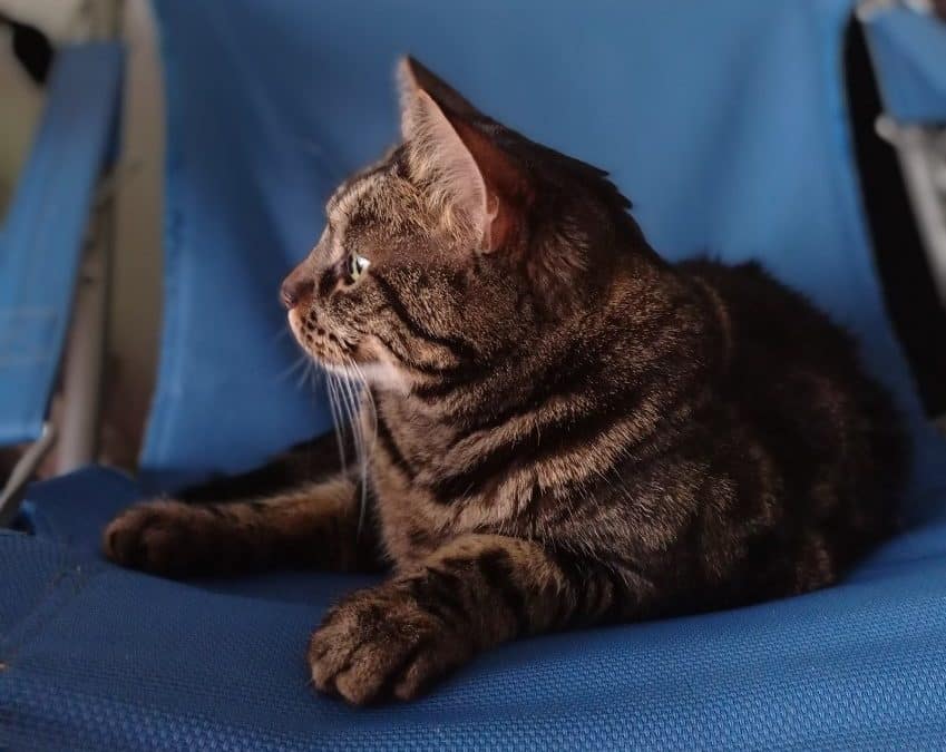 Mon chat s’ennuie : comment y remédier ?