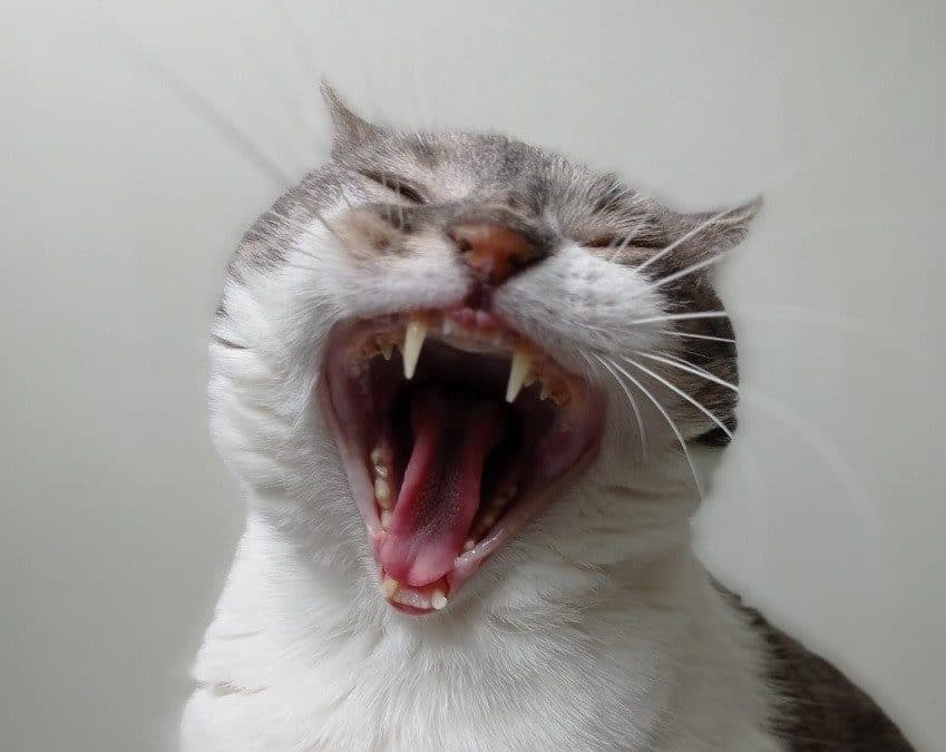 Mon chat m’attaque sans raison, je craque !