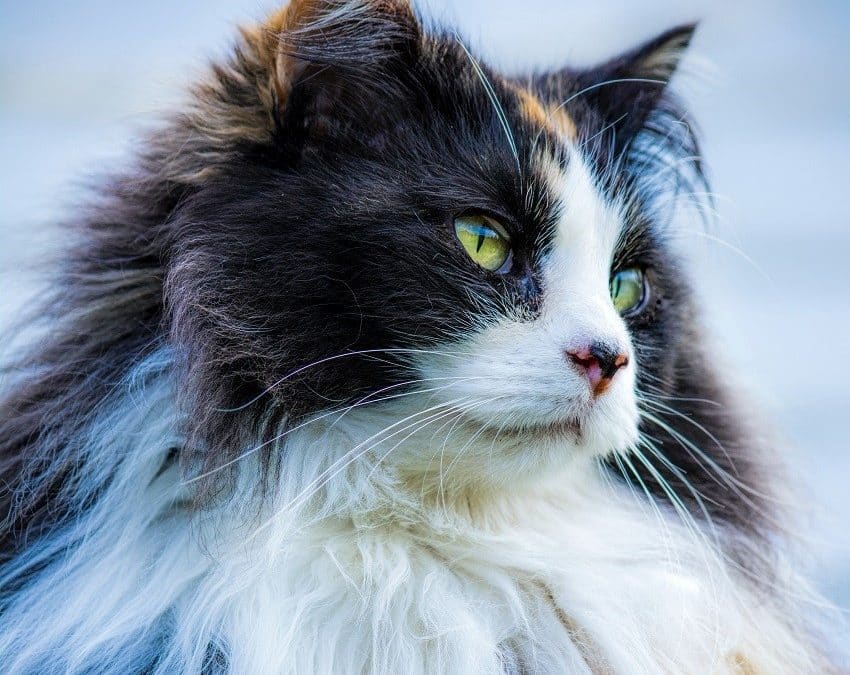 Chat des forêts norvégiennes : quels sont ses secrets ?