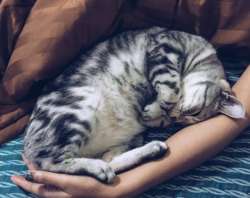 Dormir avec son chat : vraie ou fausse bonne idée ?