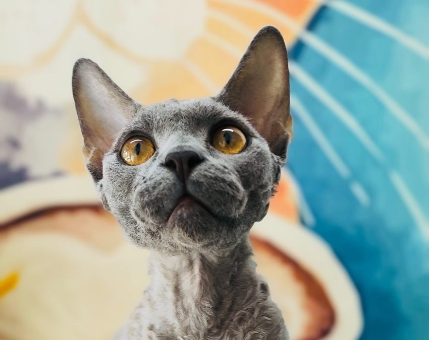 Devon rex : connaissez-vous cette race incroyable ?